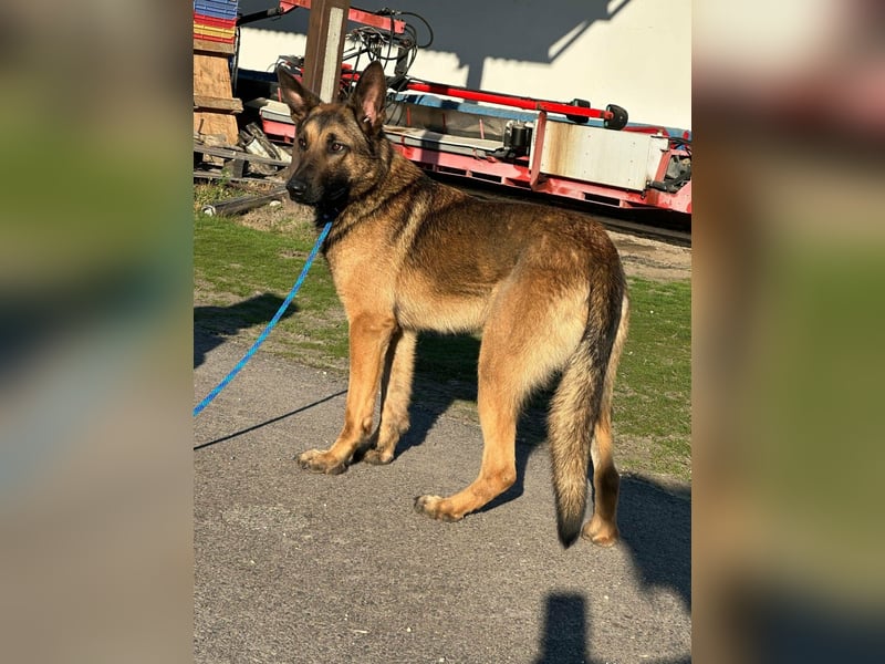 Dexter, geboren 20.08.2024, 66cm sucht Schäfi-Freunde