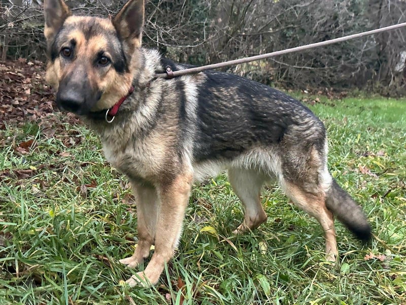 Lady, geboren 03.08.2024, 64cm sucht ihr Zuhause