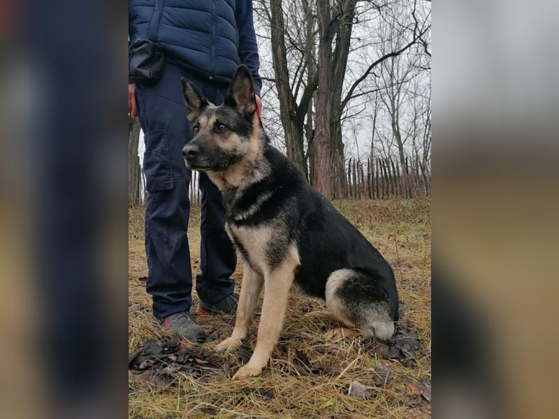 Dezi, geboren 01.03.2023, 63cm sucht ihr Zuhause