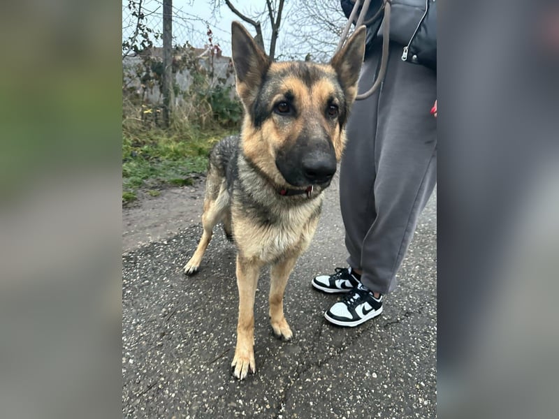 Lady, 1 Jahr, 64cm sucht ihr Zuhause