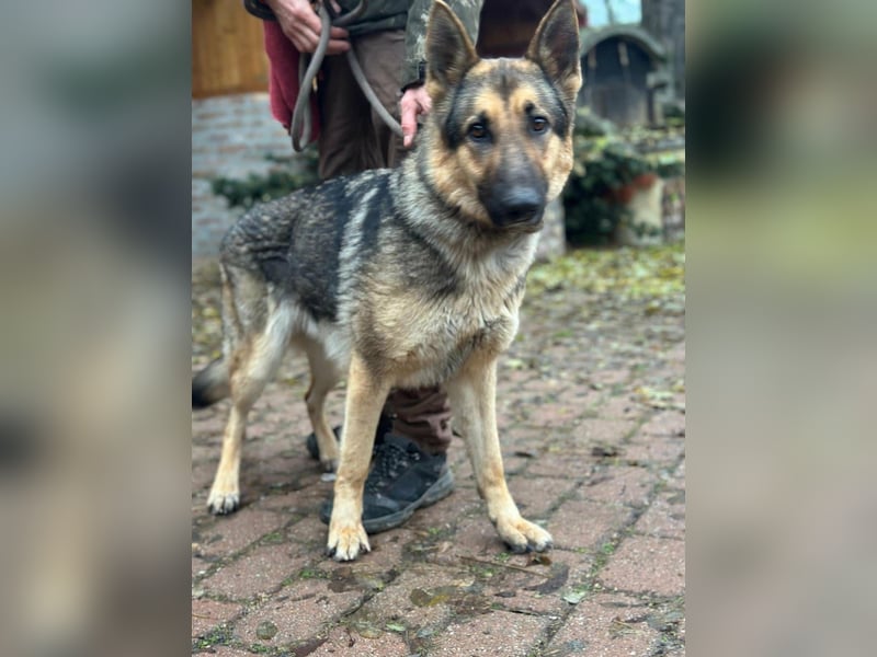 Lady, geboren 03.08.2024, 64cm sucht ihr Zuhause