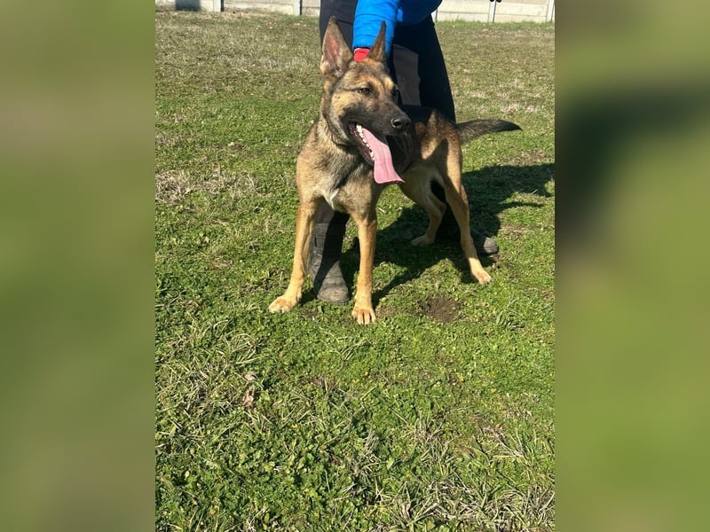 Zoya, geboren 09.10.2023, 63cm sucht ihre Menschen