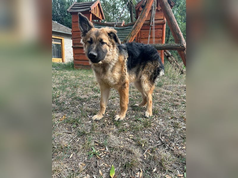 Hector, geboren 15.03.2025, 65cm sucht seine Aufgabe