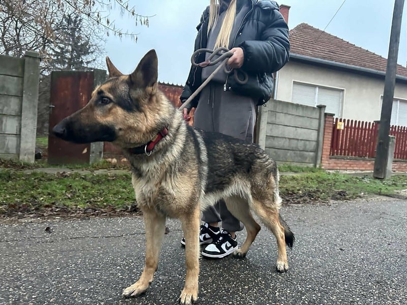 Lady, 1 Jahr, 64cm sucht ihr Zuhause