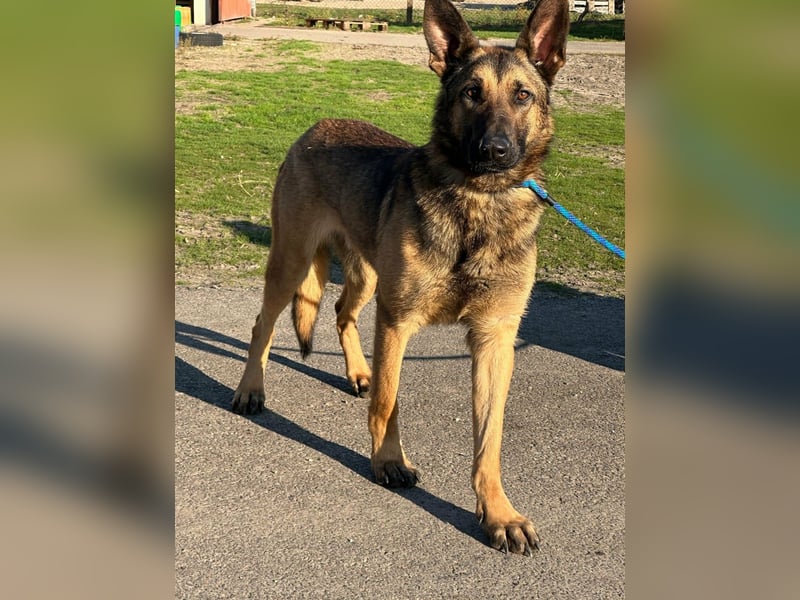 Dexter, geboren 20.08.2024, 66cm sucht Schäfi-Freunde