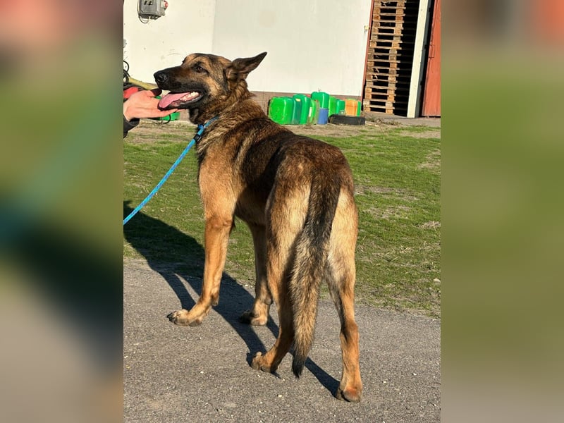 Dexter, geboren 20.08.2024, 66cm sucht Schäfi-Freunde