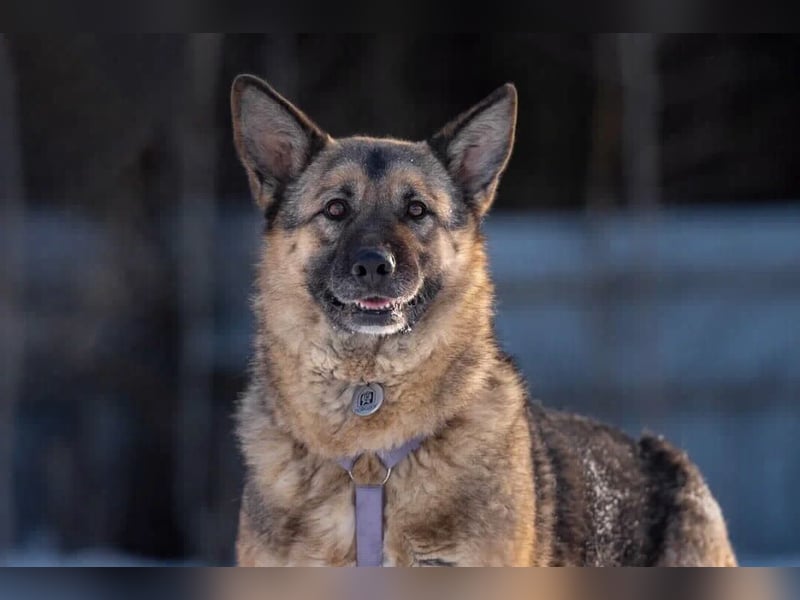 Menschenbezogen Lima sucht ihr Zuhause