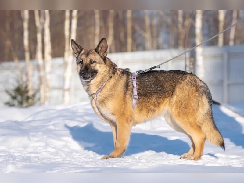 Menschenbezogen Lima sucht ihr Zuhause