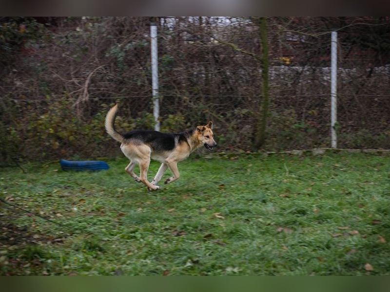 BASTI - der neugierige, aufmerksame Rüde möchte mit seiner Familie tolle Abenteuer erleben