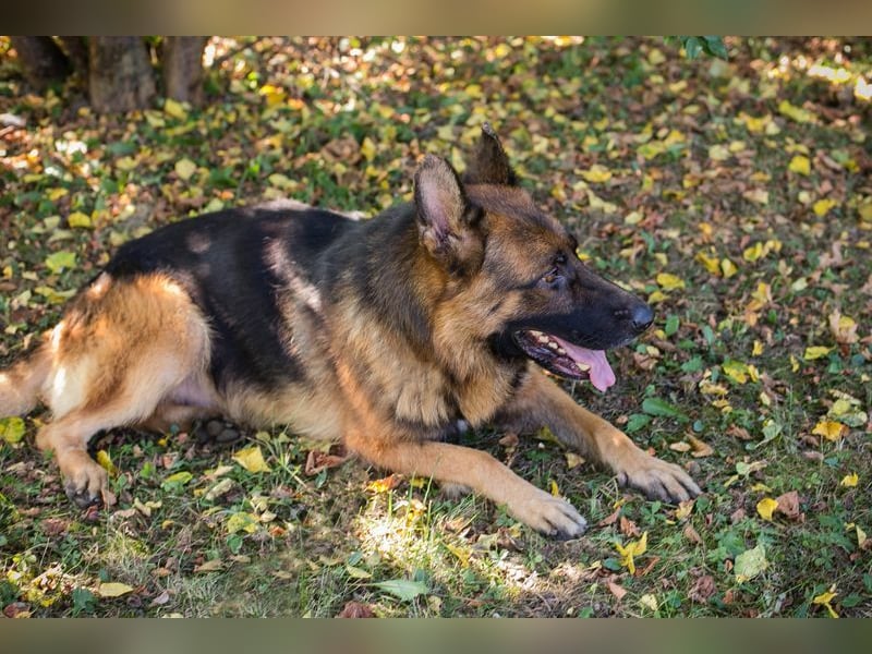 LOBO - der stattliche Rüde freut sich auf ein Zuhause auf Lebenszeit!