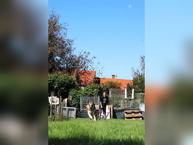 DAX - der hübsche Senior liebt Menschen, lernt schnell + gerne und sucht eine hundeerfahrene Familie