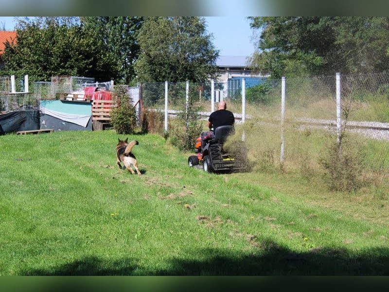 DAX - der hübsche Senior liebt Menschen, lernt schnell + gerne und sucht eine hundeerfahrene Familie