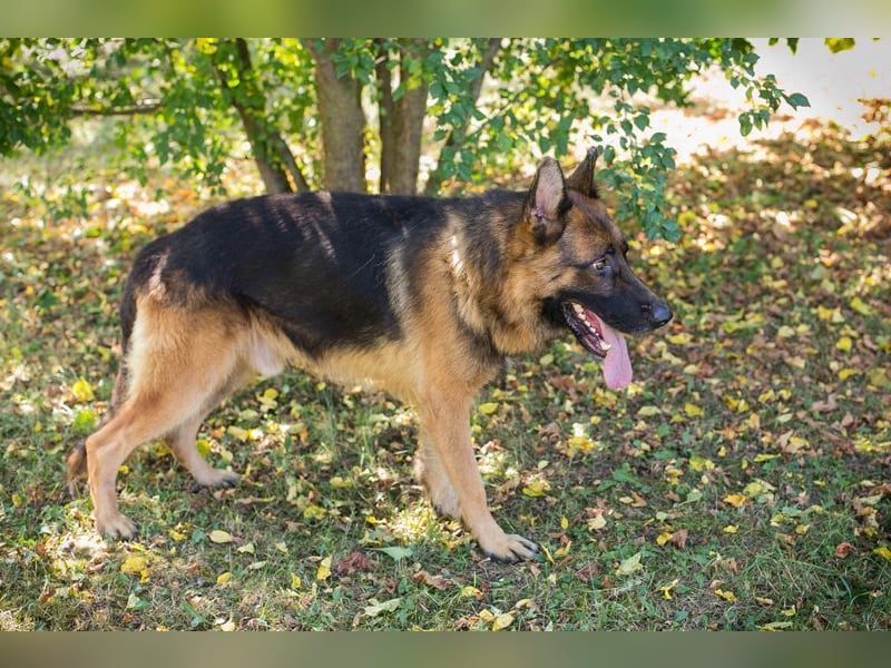 LOBO - der stattliche Rüde freut sich auf ein Zuhause auf Lebenszeit!