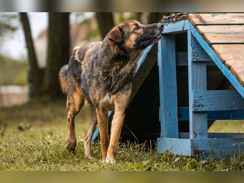 PRIYA - die freundliche Hündin liebt die Nähe der Menschen und sucht ein tolles Zuhause