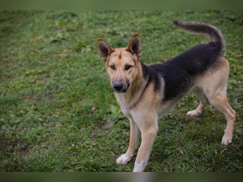BASTI - der neugierige, aufmerksame Rüde möchte mit seiner Familie tolle Abenteuer erleben
