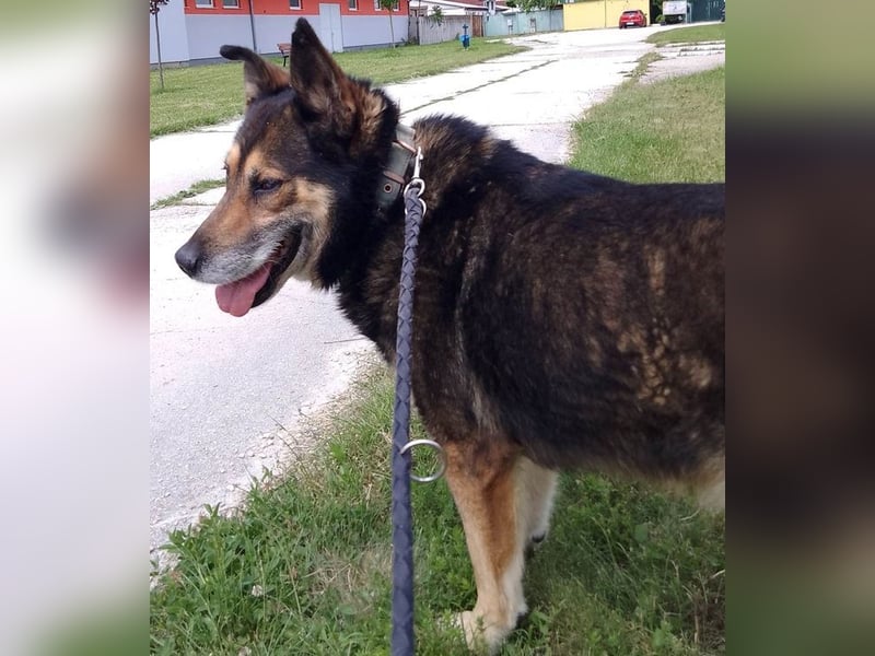 URMEL - die Welt ist viiiiiel schöner mit einem vierbeinigen Begleiter!!!