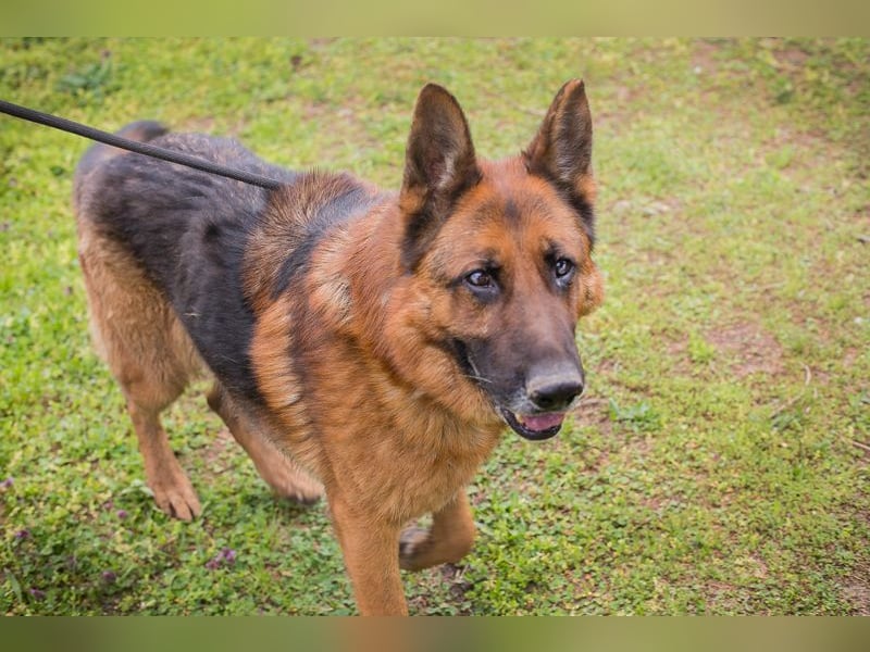 SANCHO - hundeerfahrene Menschen gesucht, die diesen tollen Rüden führen und leiten können!