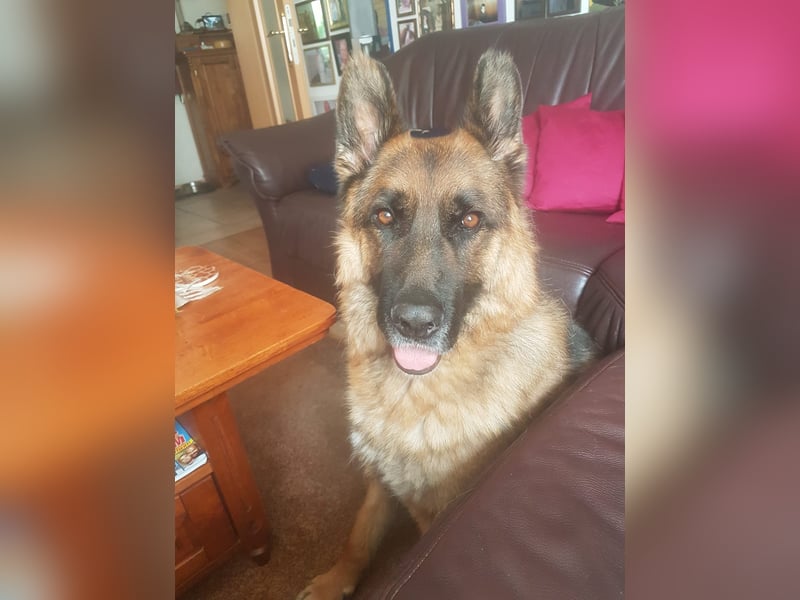 ASTOR ist bereits in Deutschland. Zum Kennenlernen können Sie ihn gerne besuchen.
