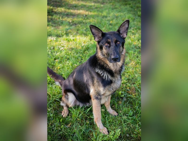 HAILEY - die abenteuerlustige Hündin möchte mit ihren Menschen die Welt entdecken! HAILEY - die abenteuerlustige Hündin möchte mit ihren Menschen die Welt entdecken!
