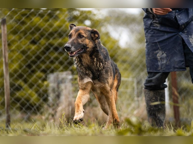 PRIYA - die freundliche Hündin liebt die Nähe der Menschen und sucht ein tolles Zuhause