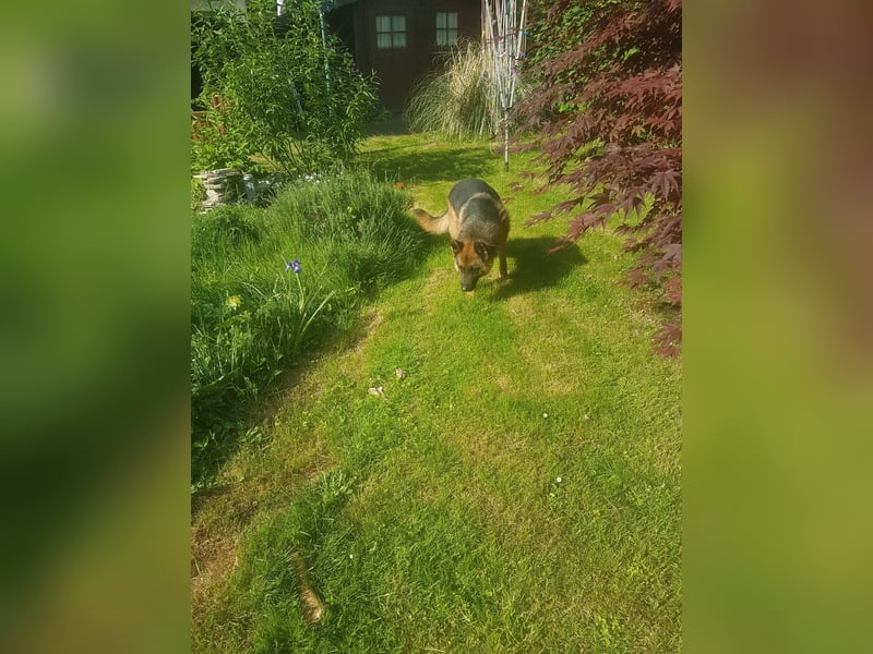 ASTOR ist bereits in Deutschland. Zum Kennenlernen können Sie ihn gerne besuchen.
