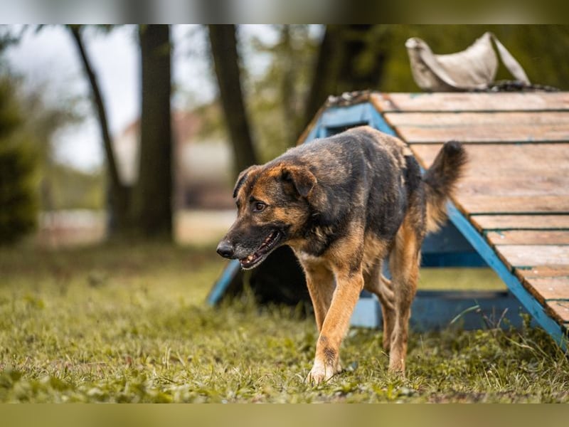 PRIYA - die freundliche Hündin liebt die Nähe der Menschen und sucht ein tolles Zuhause