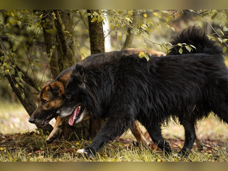 PRIYA - die freundliche Hündin liebt die Nähe der Menschen und sucht ein tolles Zuhause