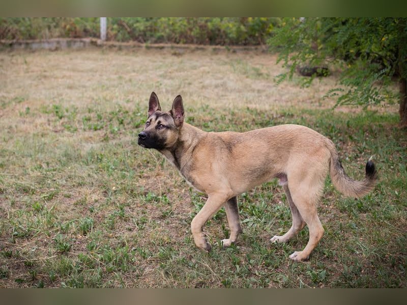 NINJO - ein Schäferhund Akita Mischling