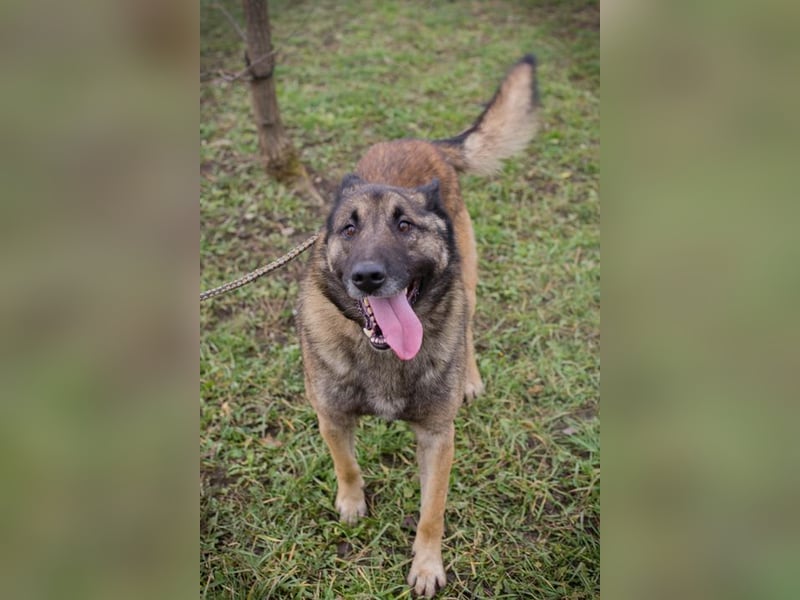 MANFRED - ich suche einen Namen und am liebsten auch gleich ein neues Zuhause!