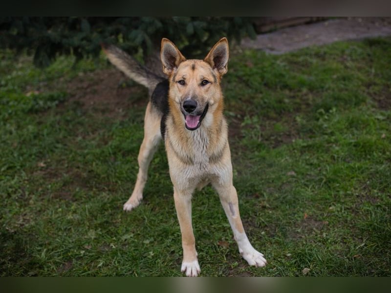 BASTI - der neugierige, aufmerksame Rüde möchte mit seiner Familie tolle Abenteuer erleben