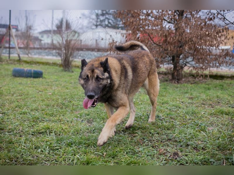 MANFRED - ich suche einen Namen und am liebsten auch gleich ein neues Zuhause!