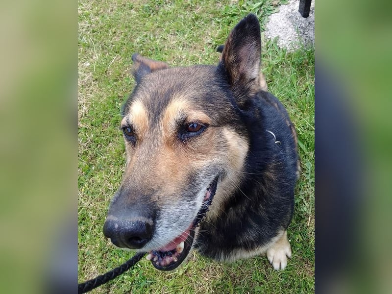 URMEL - die Welt ist viiiiiel schöner mit einem vierbeinigen Begleiter!!!