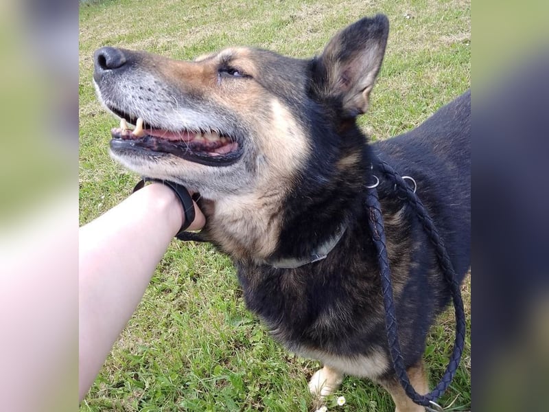 URMEL - die Welt ist viiiiiel schöner mit einem vierbeinigen Begleiter!!!