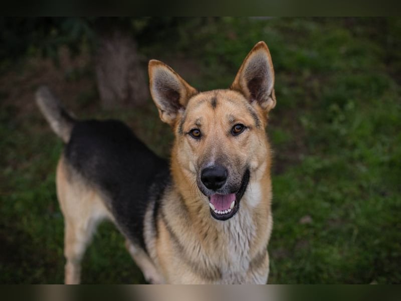 BASTI - der neugierige, aufmerksame Rüde möchte mit seiner Familie tolle Abenteuer erleben