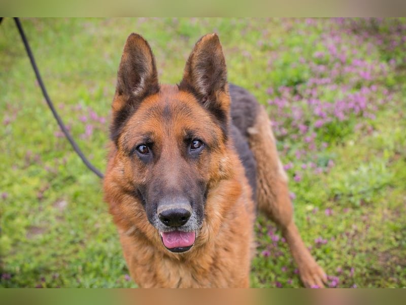 SANCHO - hundeerfahrene Menschen gesucht, die diesen tollen Rüden führen und leiten können!