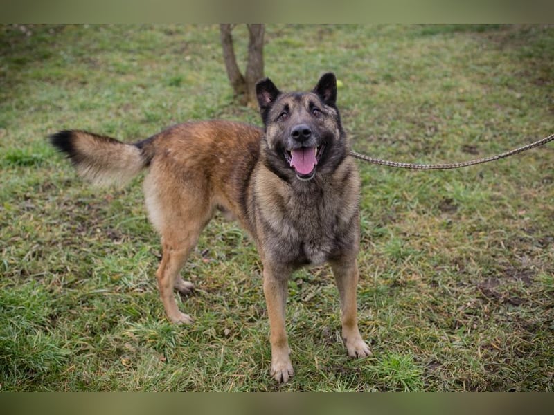 MANFRED - ich suche einen Namen und am liebsten auch gleich ein neues Zuhause!