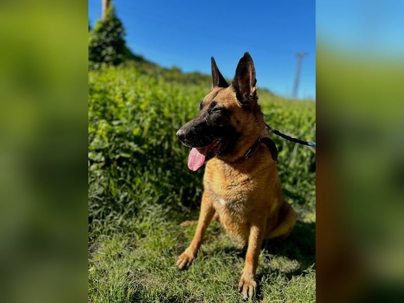 DORA - wer möchte der aktiven Seniorin viel Zeit und Liebe schenken?