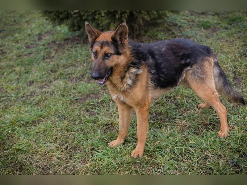 Schäferhund MONGI - lieb, brav und anhänglich