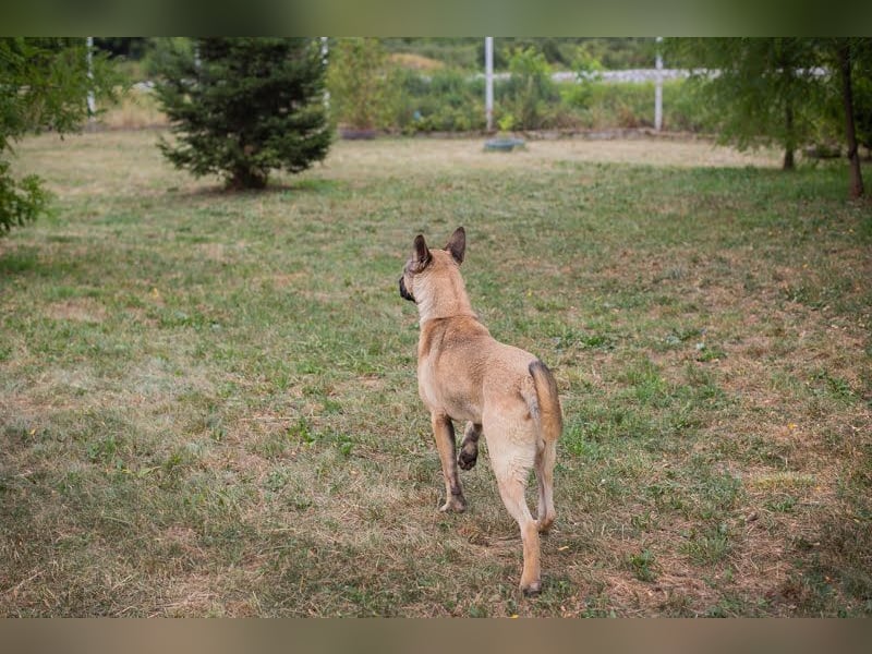 NINJO - ein Schäferhund Akita Mischling