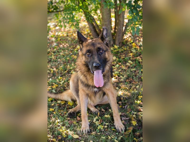 LOBO - der stattliche Rüde freut sich auf ein Zuhause auf Lebenszeit!