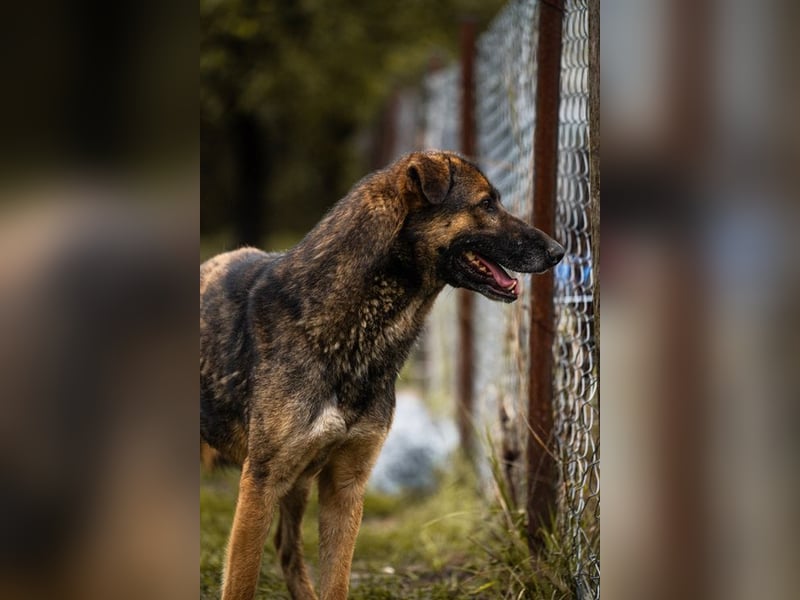 PRIYA - die freundliche Hündin liebt die Nähe der Menschen und sucht ein tolles Zuhause