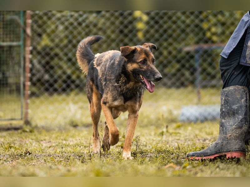 PRIYA - die freundliche Hündin liebt die Nähe der Menschen und sucht ein tolles Zuhause