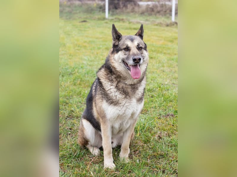 DAX - der hübsche Senior liebt Menschen, lernt schnell + gerne und sucht eine hundeerfahrene Familie