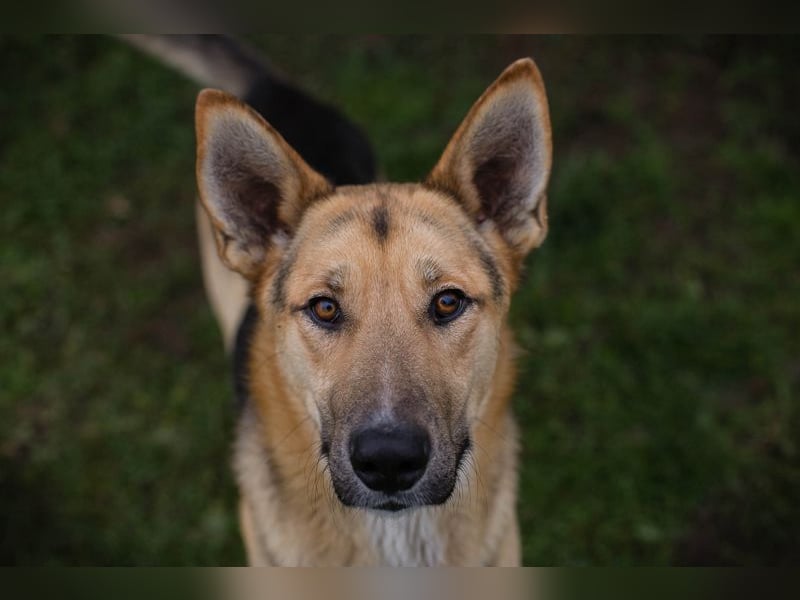 BASTI - der neugierige, aufmerksame Rüde möchte mit seiner Familie tolle Abenteuer erleben