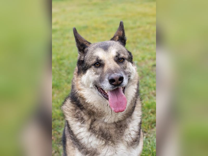 DAX - der hübsche Senior liebt Menschen, lernt schnell + gerne und sucht eine hundeerfahrene Familie