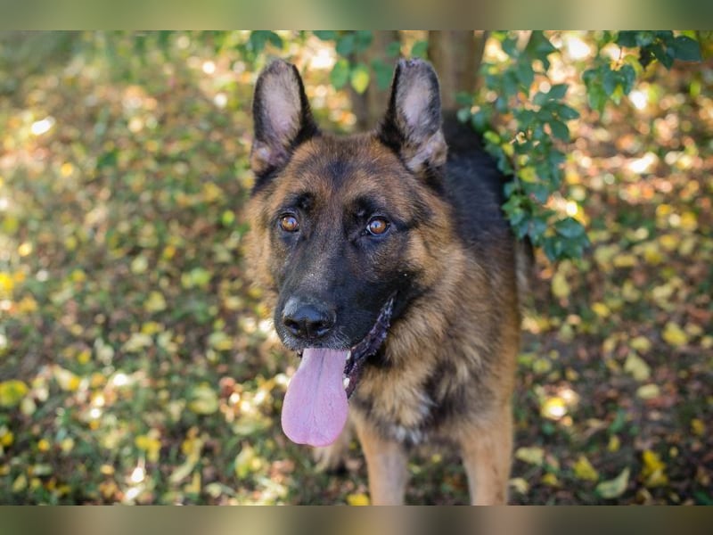 LOBO - der stattliche Rüde freut sich auf ein Zuhause auf Lebenszeit!