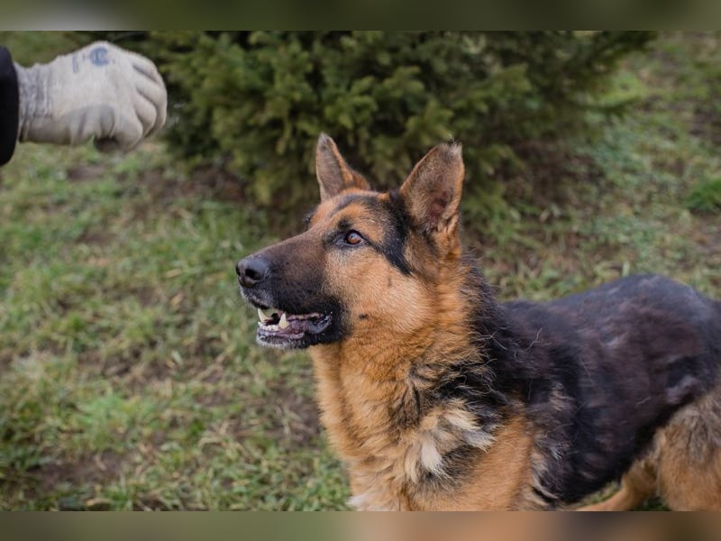 Schäferhund MONGI - lieb, brav und anhänglich