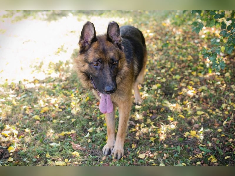 LOBO - der stattliche Rüde freut sich auf ein Zuhause auf Lebenszeit!