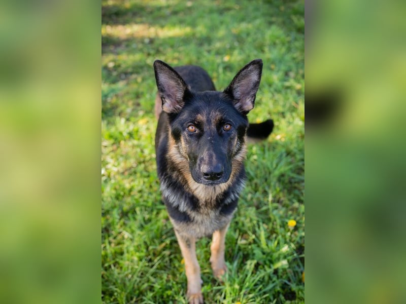 HAILEY - die abenteuerlustige Hündin möchte mit ihren Menschen die Welt entdecken! HAILEY - die abenteuerlustige Hündin möchte mit ihren Menschen die Welt entdecken!