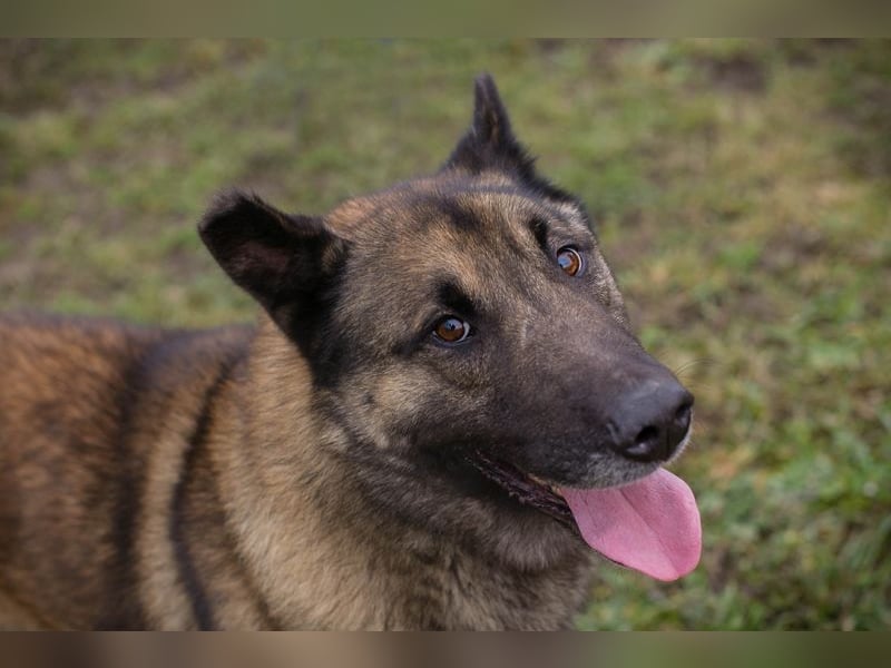 MANFRED - ich suche einen Namen und am liebsten auch gleich ein neues Zuhause!